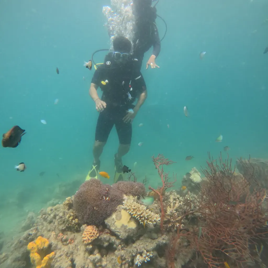 Diver above a sea fan with small reef fish, scuba diving in Havelock Island