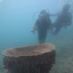 Two divers behind a large barrel sponge, scuba diving in Havelock Island