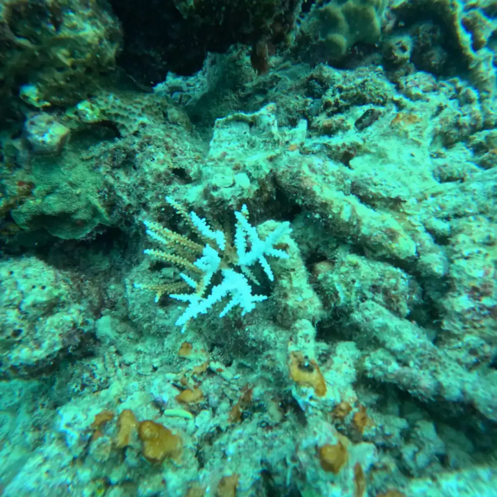 Coral reef close up with small corals growing on rock, Havelock Island, Andaman