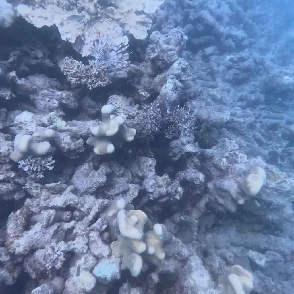 Coral reef in blue light with small corals on the rocks, Havelock Island, Andaman