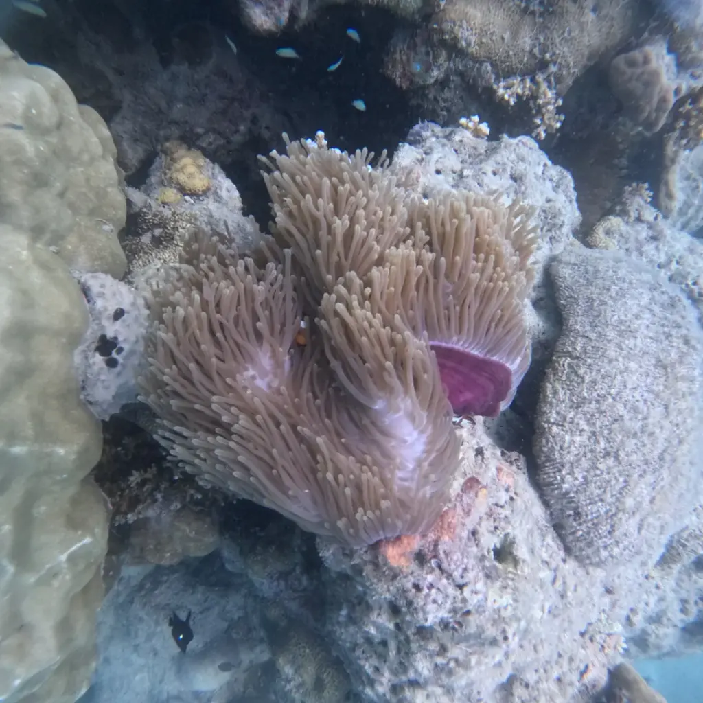 Close view of an anemone between coral heads, Havelock Island, Andaman