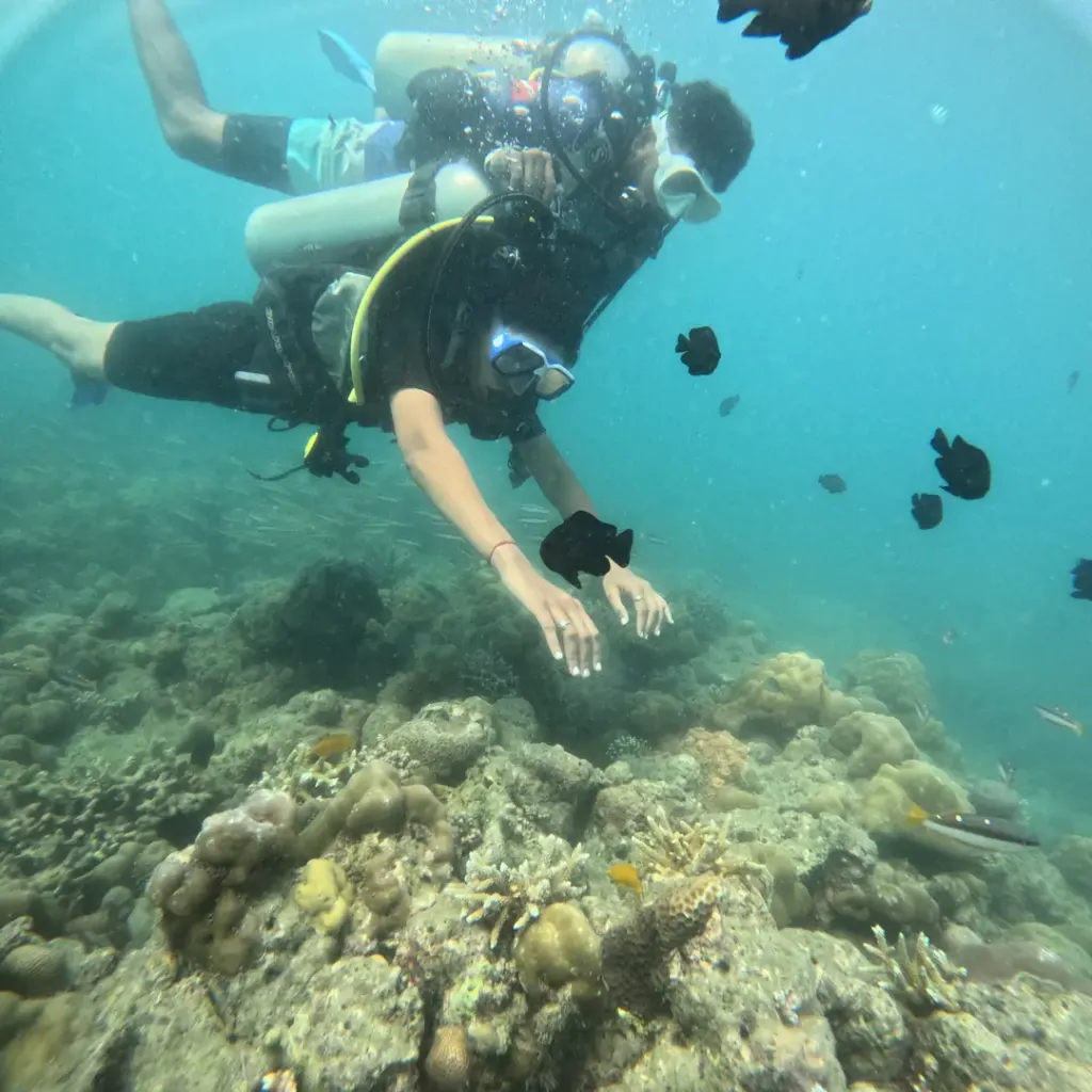 Diver with black damselfish over the reef, RAID Advanced 35 course in Havelock, Andaman