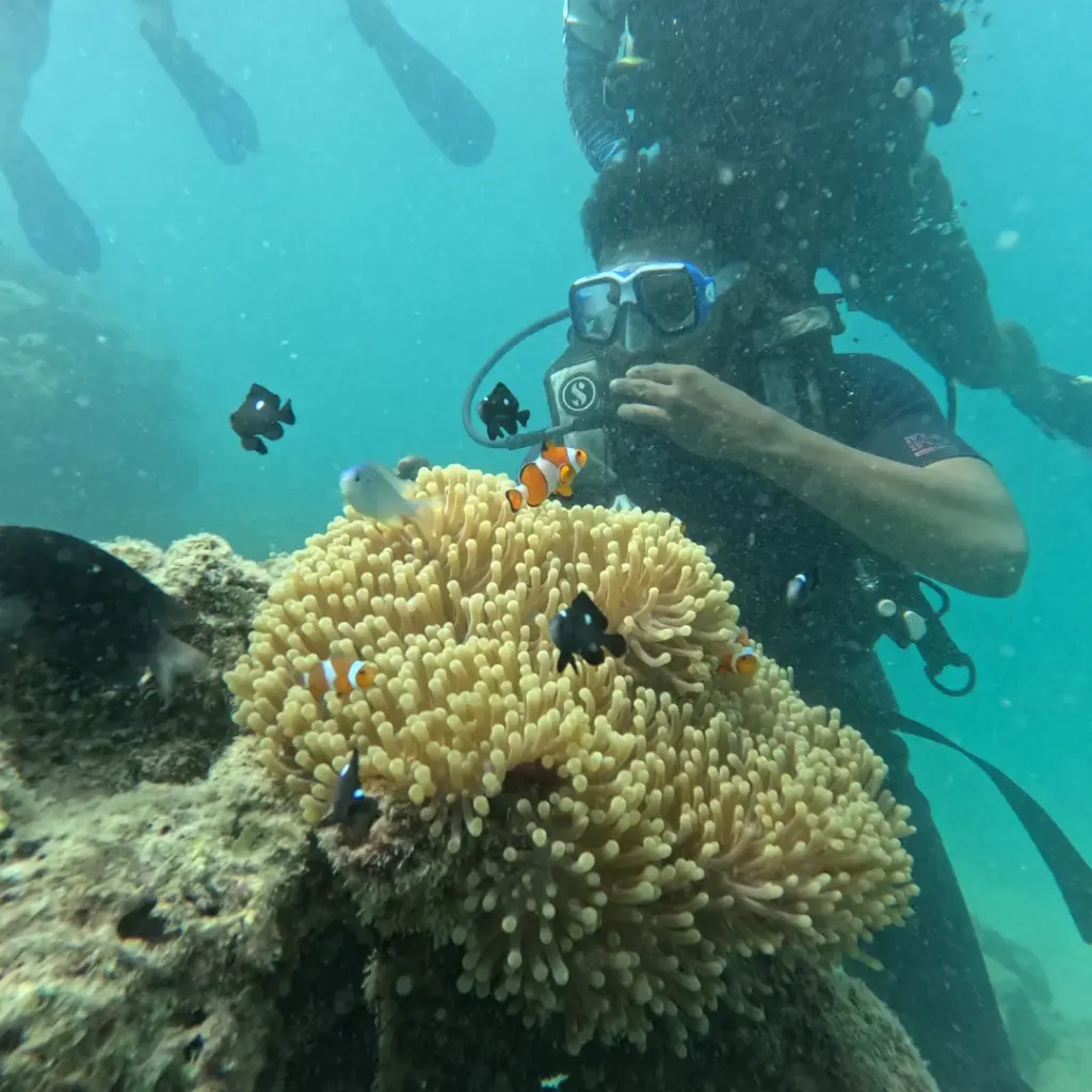 Diver beside an anemone with clownfish and damselfish, Red Pillar scuba diving, Havelock Island