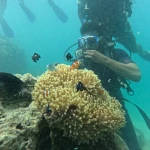 Diver beside an anemone with clownfish and damselfish, Red Pillar scuba diving, Havelock Island