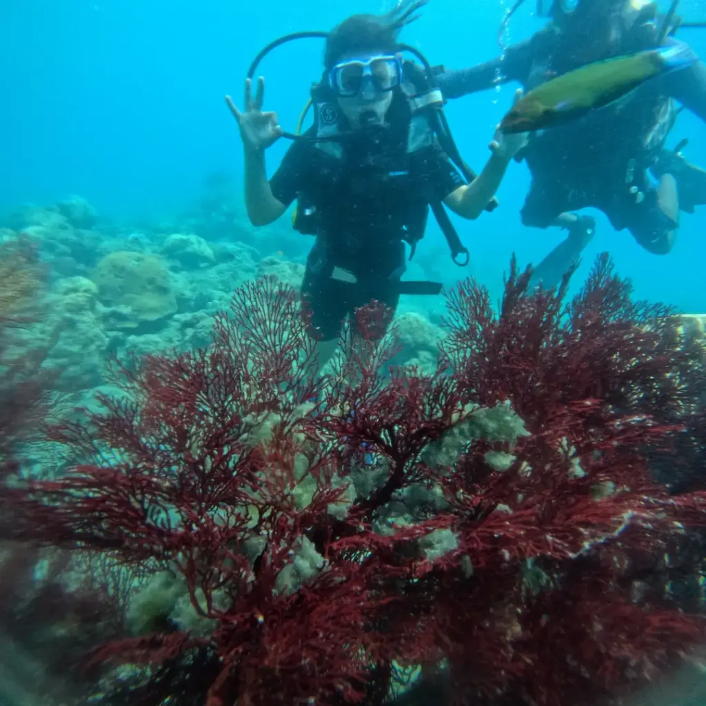 Diver making an OK sign above red sea fans, Red Pillar scuba diving, Havelock Island
