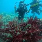 Diver making an OK sign above red sea fans, Red Pillar scuba diving, Havelock Island
