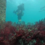 Diver floating above a bed of red sea fans, Red Pillar scuba diving, Havelock Island