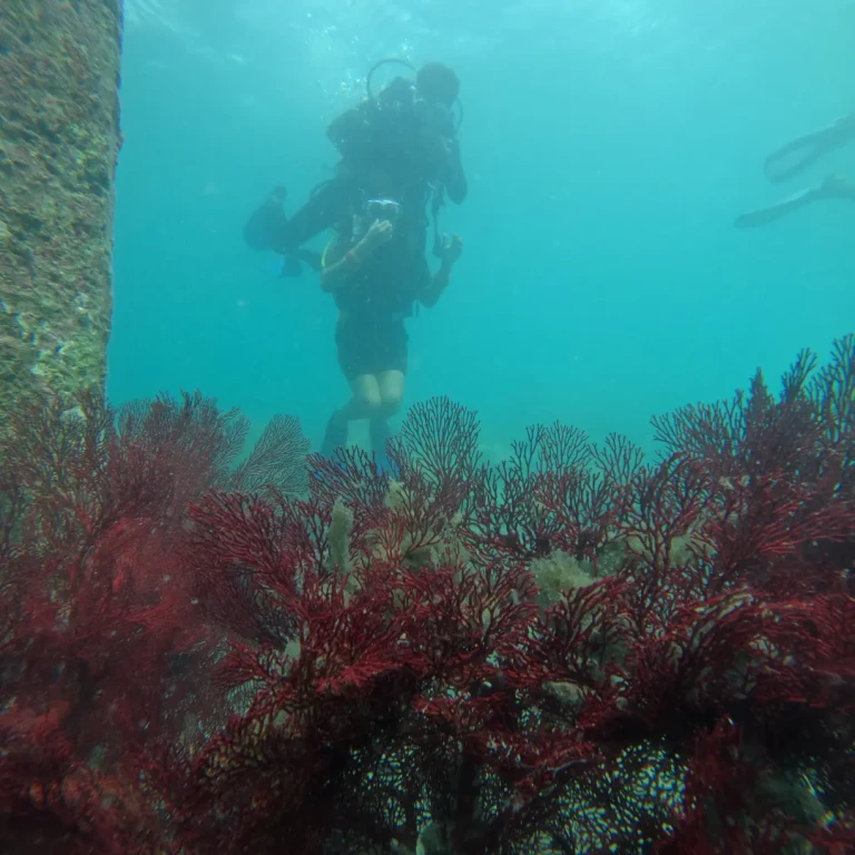 Diver floating above a bed of red sea fans at Red Pillar, Havelock Island