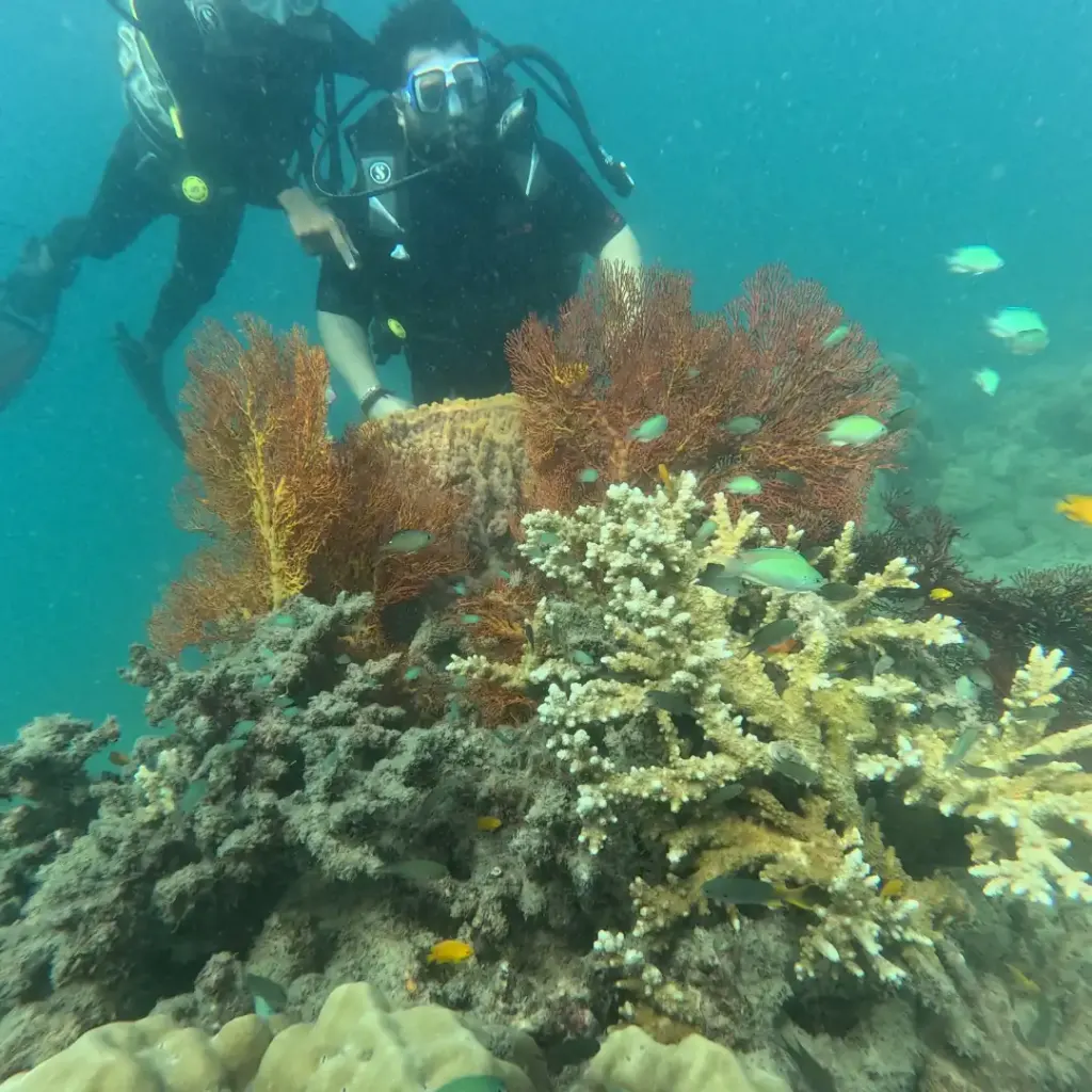 Diver behind orange sea fans and branching coral, Red Pillar scuba diving, Havelock Island