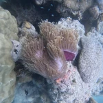 Close view of an anemone between coral heads, Havelock Island, Andaman