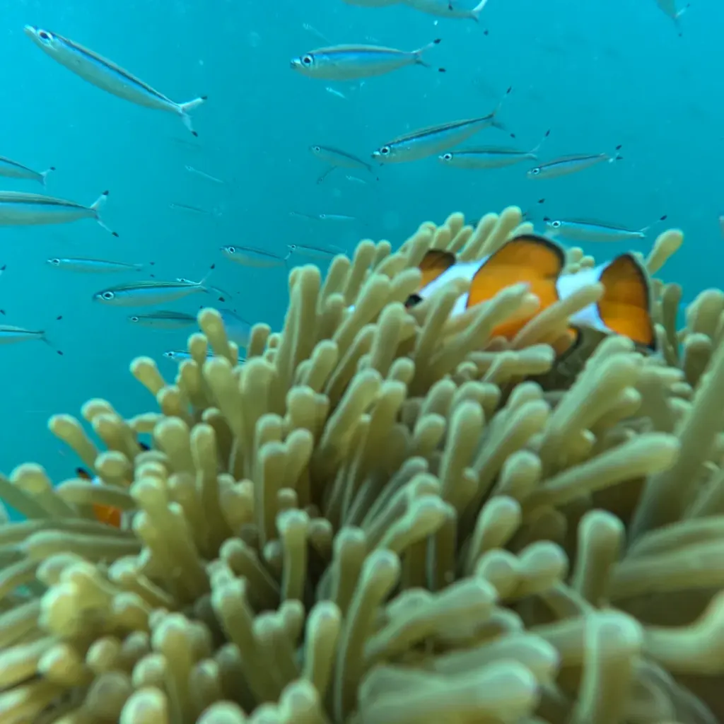 Clownfish in an anemone with a school of silver fish above, Havelock Island, Andaman