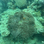 Large anemone with small fish on the reef, The Slope scuba diving, Havelock Island