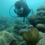 Diver leaning in behind a clownfish anemone, The Slope scuba diving, Havelock Island