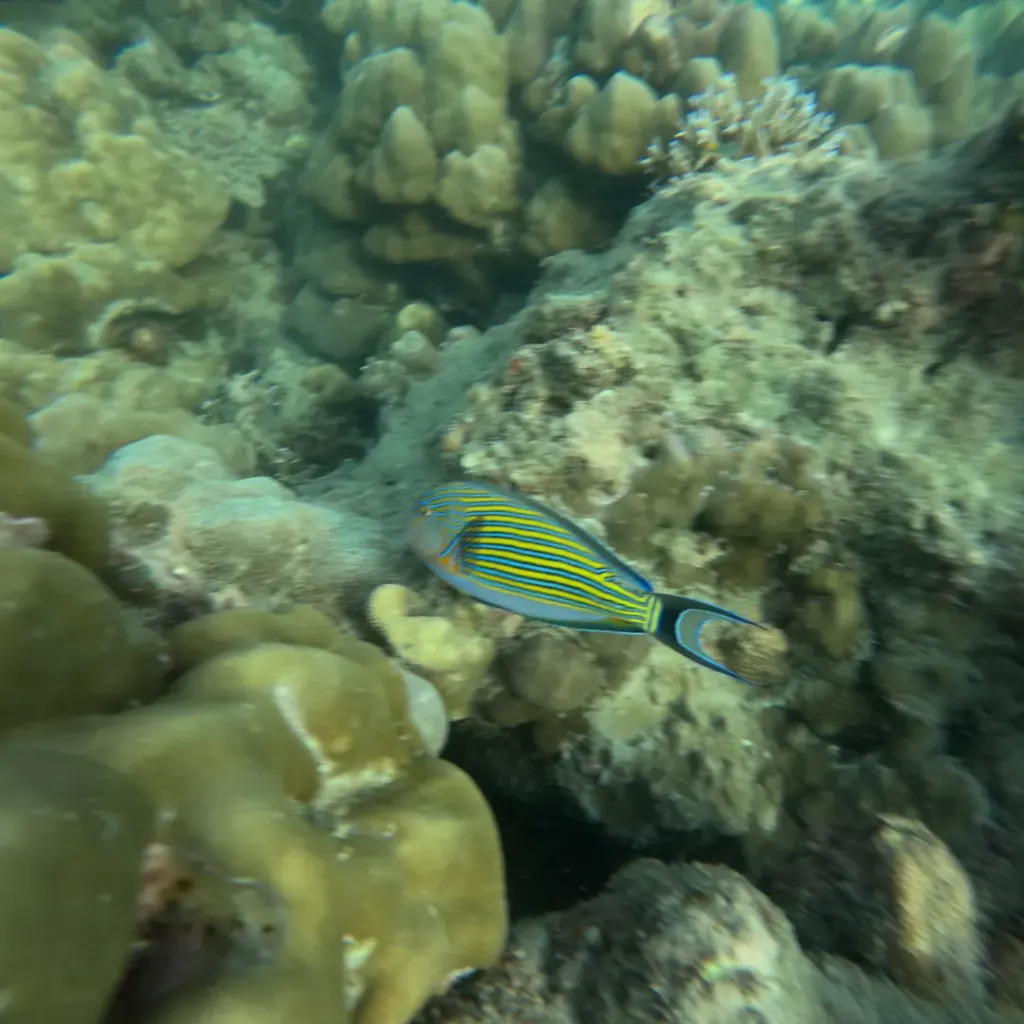 Striped surgeonfish swimming over hard coral, Havelock Island, Andaman