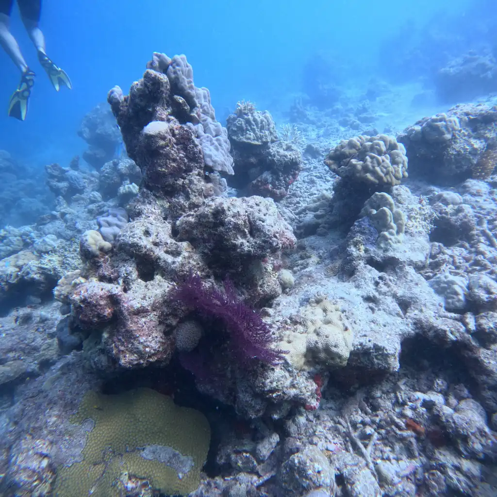 Purple soft coral growing on a rocky bommie at the Tribe Gate dive site in Andaman