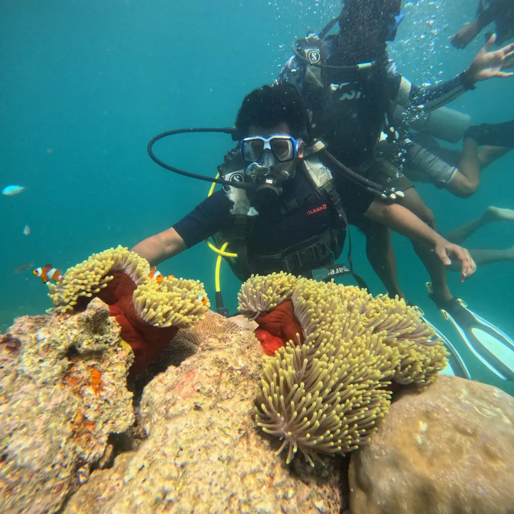 Diver beside a pair of carpet anemones with clownfish at the Tribe Gate dive site, Havelock
