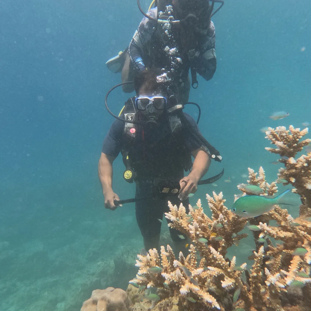 Blue-green chromis beside staghorn coral with a diver behind at the Tribe Gate dive site, Havelock