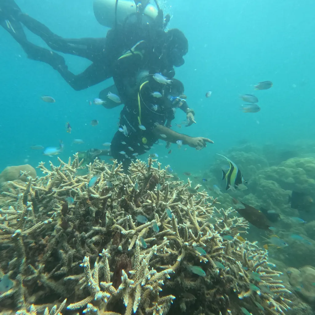Instructor pointing out a Moorish idol over the coral garden at the Tribe Gate dive site, Havelock