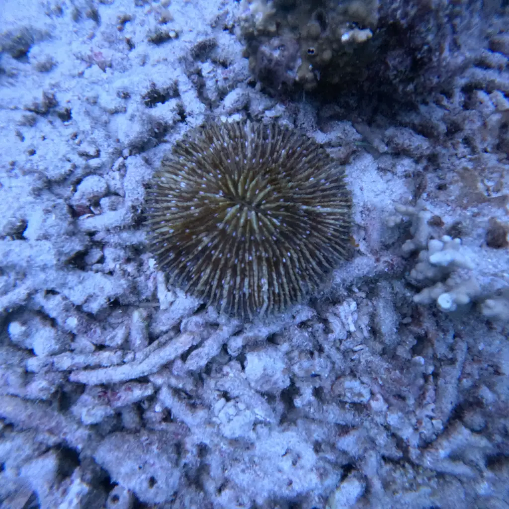 Single mushroom coral on the reef bed at the Tribe Gate dive site, Havelock