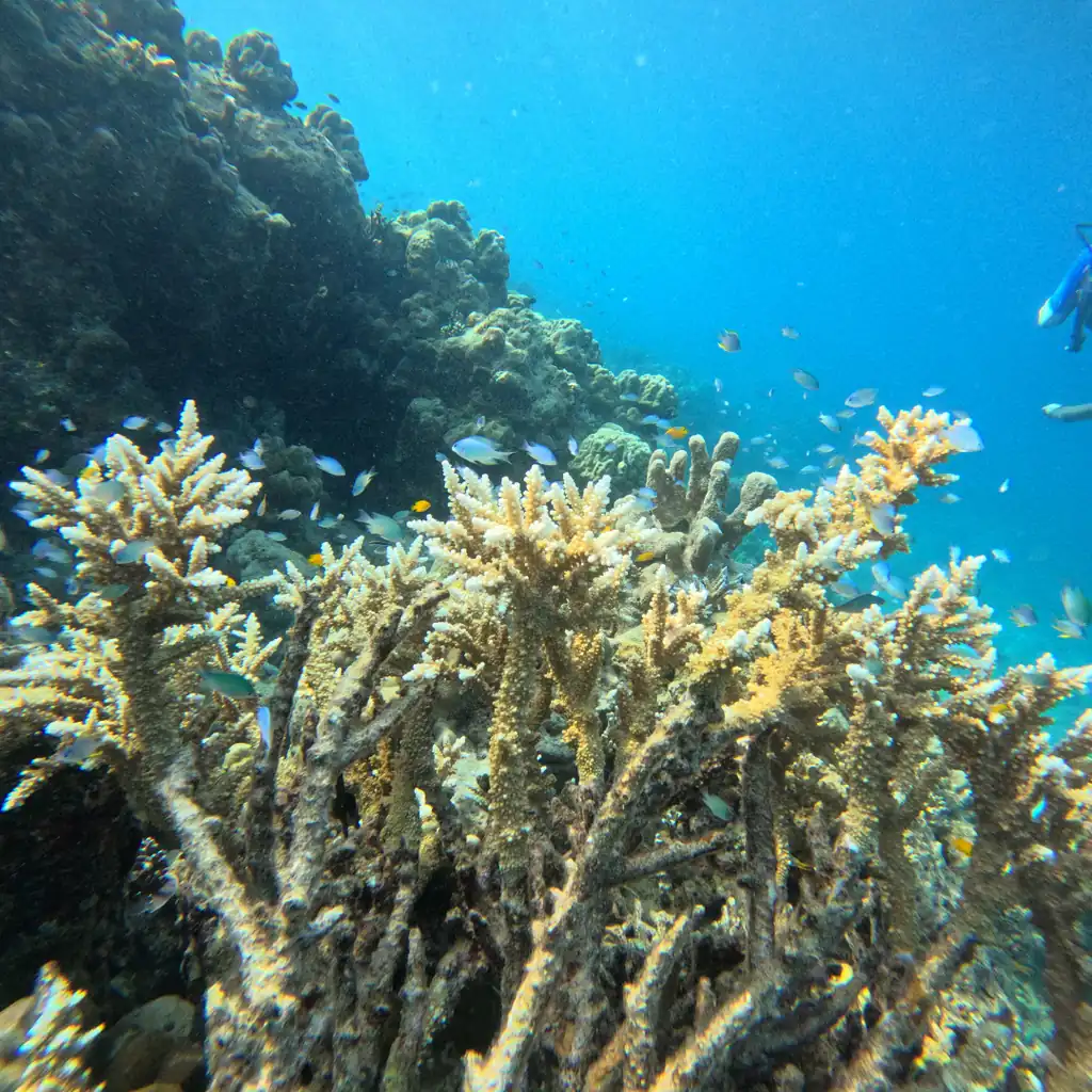 Staghorn coral thicket with schooling chromis on the reef slope at Tribe Gate, Andaman