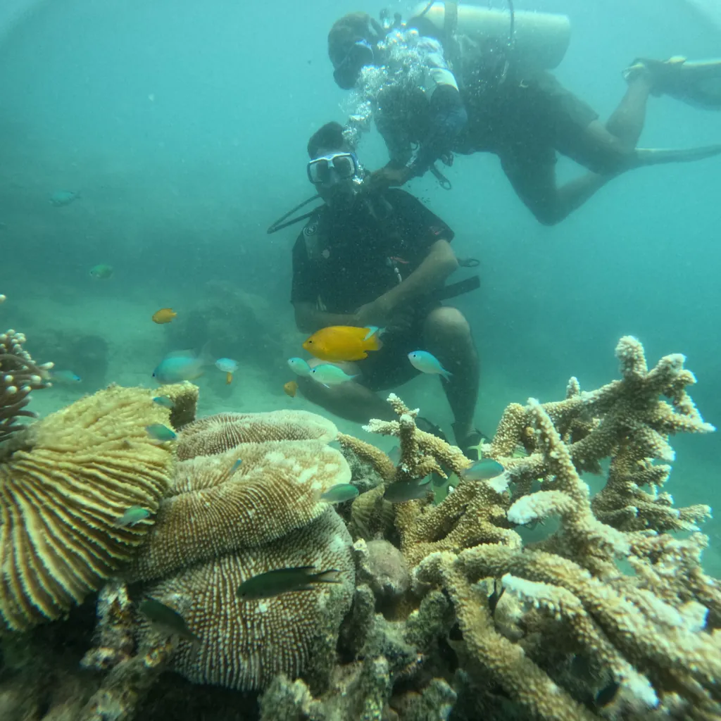 Yellow angelfish and chromis over plate corals with divers behind at Tribe Gate, Andaman