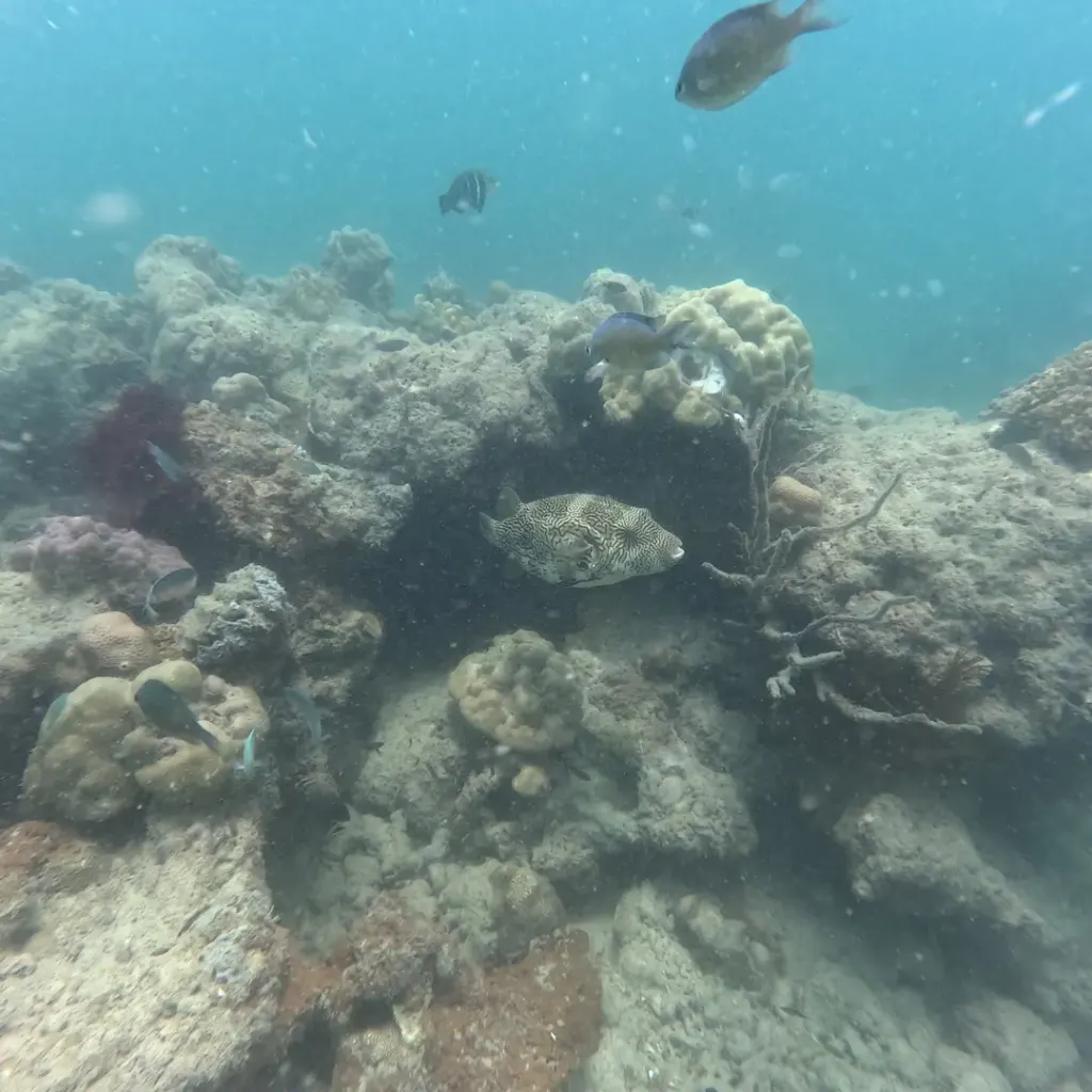 Rocky coral reef with a few fish swimming above, Havelock Island, Andaman