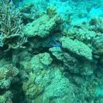 Coral rocks with a small blue starfish and branching coral, Turtle Beach scuba diving, Havelock Island