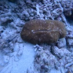 Brown mushroom coral on the sandy reef floor, Turtle Beach scuba diving, Havelock Island