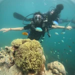 Diver with arms spread above an anemone and reef fish, Turtle Beach scuba diving, Havelock Island
