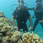Two divers standing behind potato and branching coral, Turtle Beach scuba diving, Havelock Island
