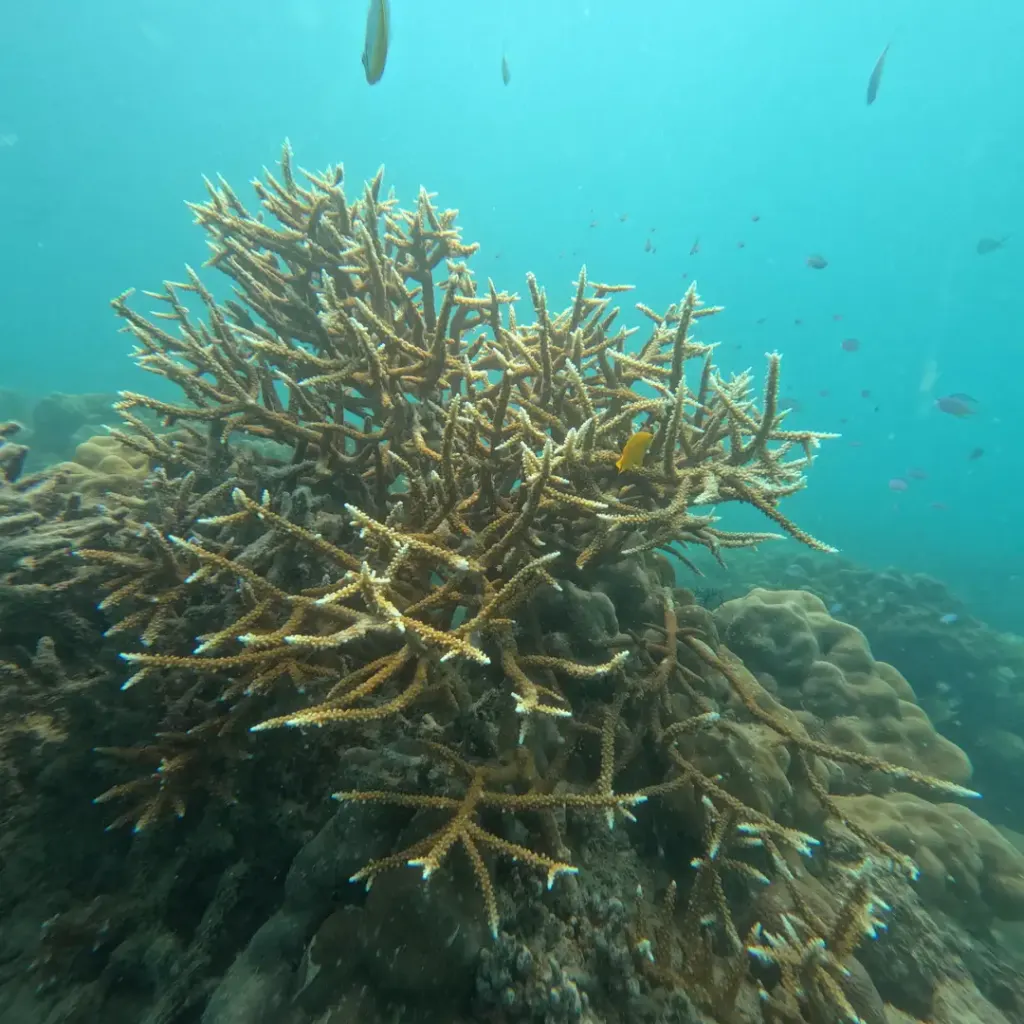 Staghorn coral with small fish around it, Havelock Island, Andaman