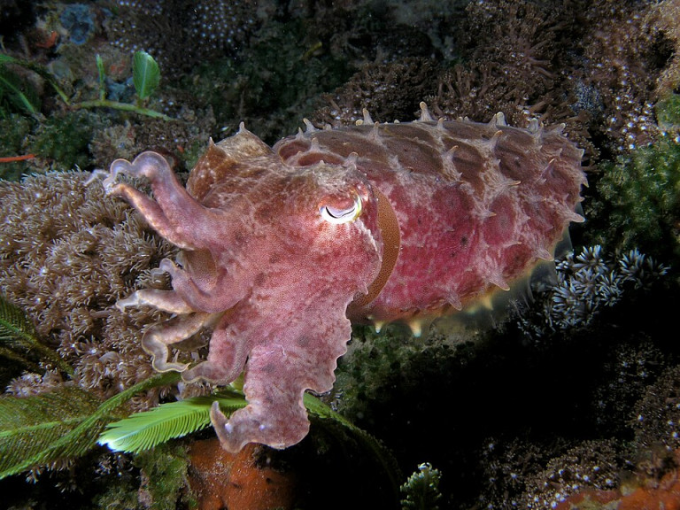 Broadclub Cuttlefish - Sepia latimanus