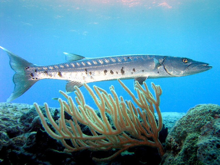 Great Barracuda - Sphyraena barracuda