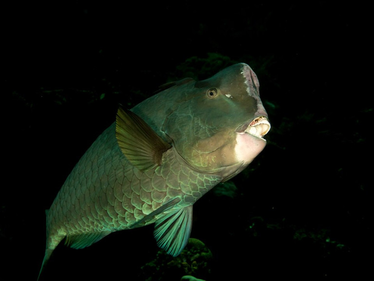 Bumphead Parrotfish - Bolbometopon muricatum