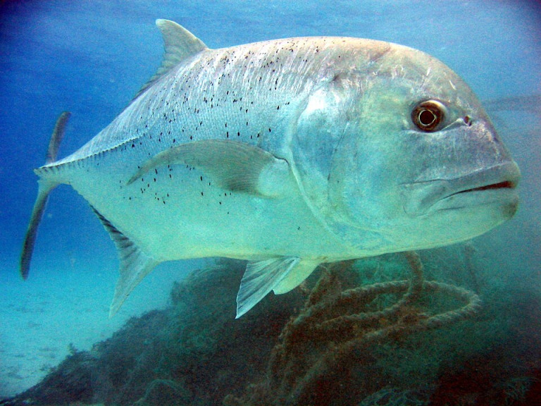 Giant Trevally - Caranx ignobilis