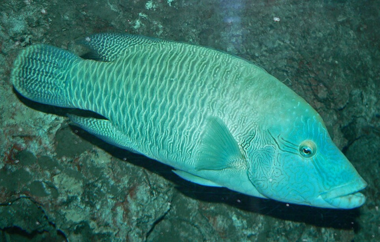 Napoleon Wrasse - Cheilinus undulatus