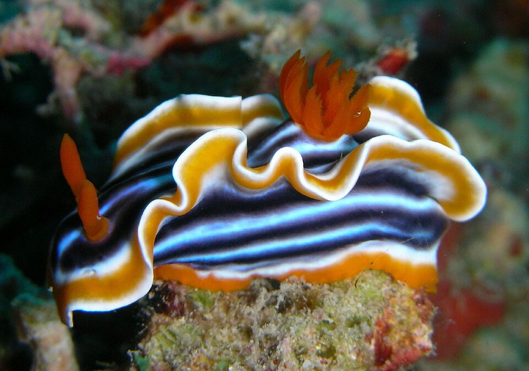 Nudibranch - Chromodoris sp.