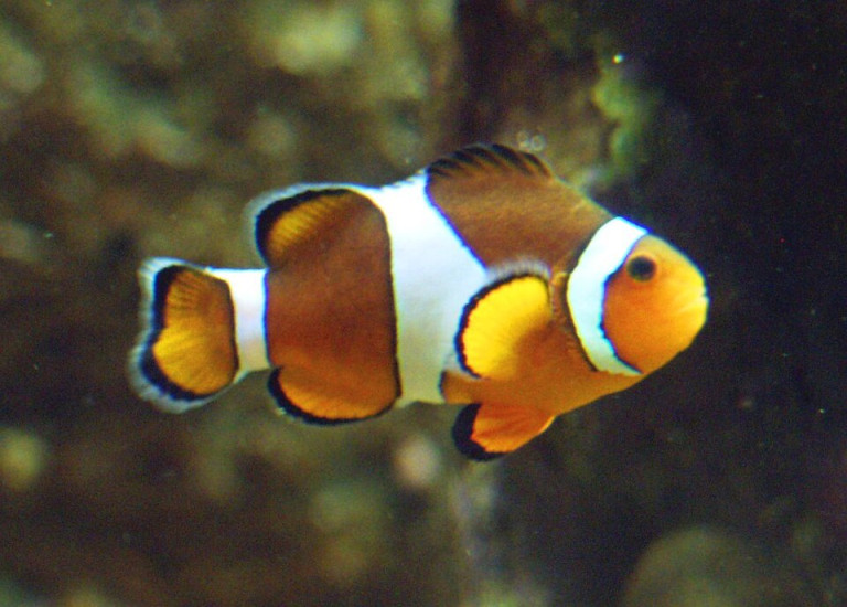 Clownfish - Amphiprion ocellaris
