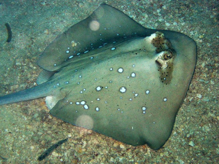 Kuhl's Stingray - Neotrygon kuhlii