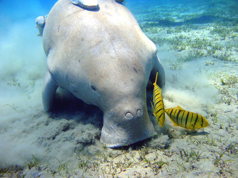 Dugong - Dugong dugon