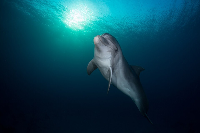 Dolphin - Tursiops aduncus