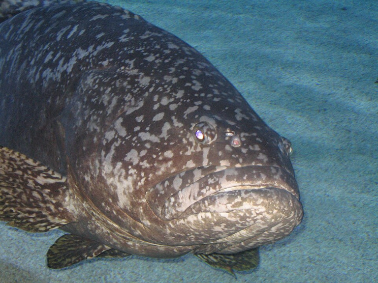 Giant Grouper - Epinephelus lanceolatus