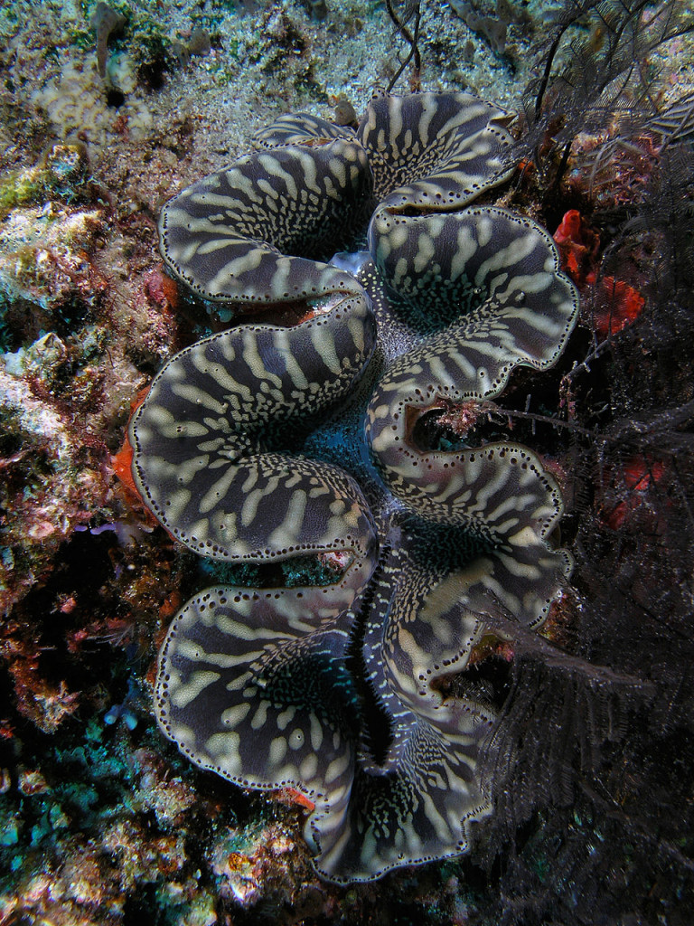 Giant Clam - Tridacna gigas
