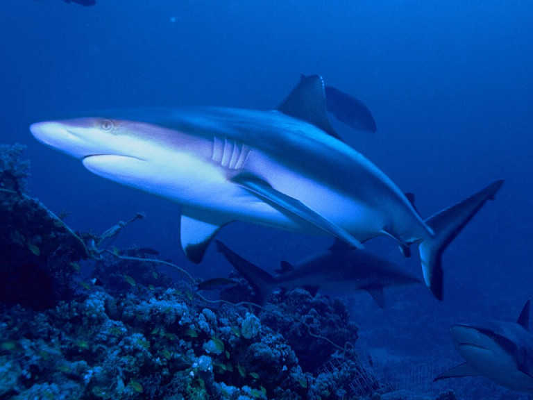 Grey Reef Shark - Carcharhinus amblyrhynchos