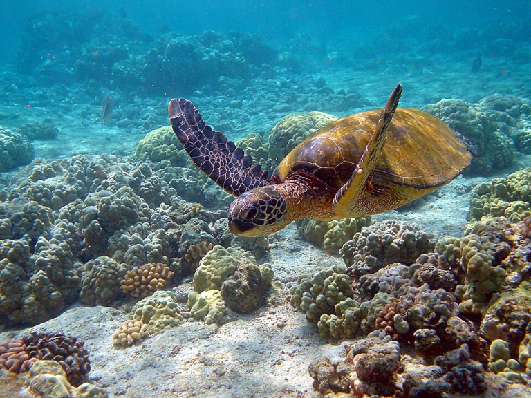 Green Sea Turtle - Chelonia mydas