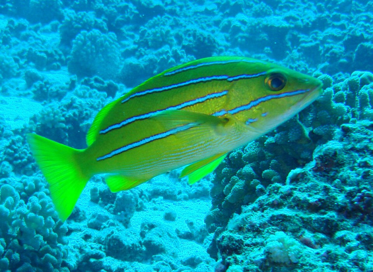 Bluestripe Snapper - Lutjanus kasmira