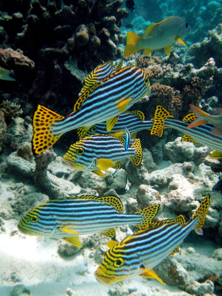 Oriental Sweetlips - Plectorhinchus vittatus