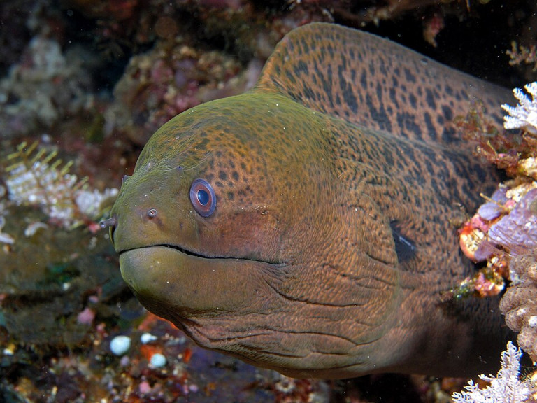 Giant Moray Eel - Gymnothorax javanicus
