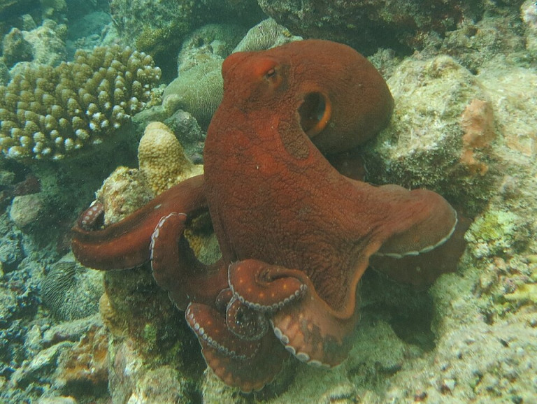 Common Reef Octopus - Octopus cyanea
