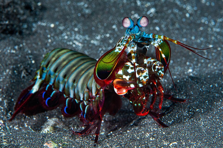 Peacock Mantis Shrimp - Odontodactylus scyllarus